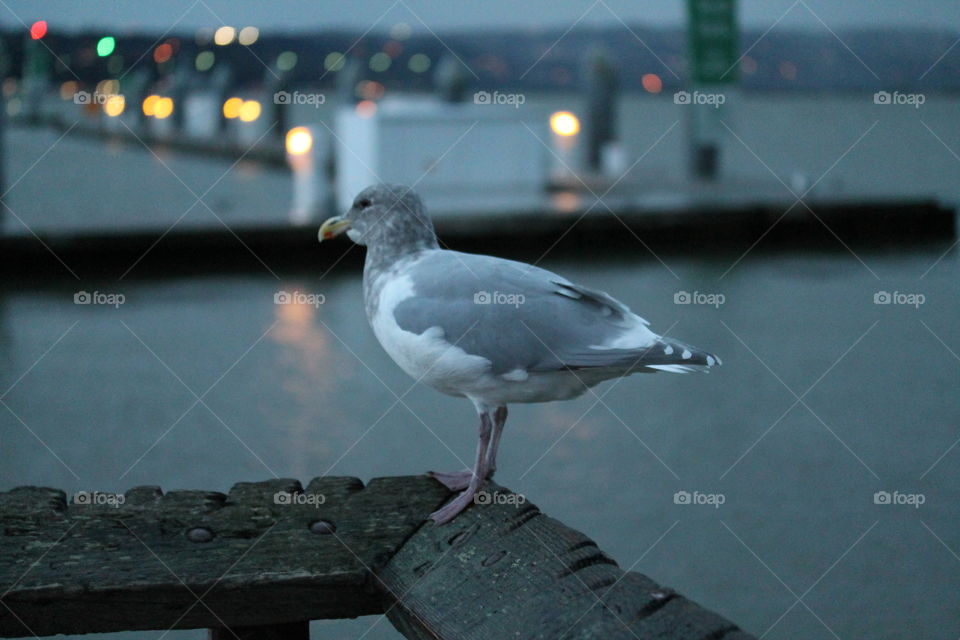 seagull