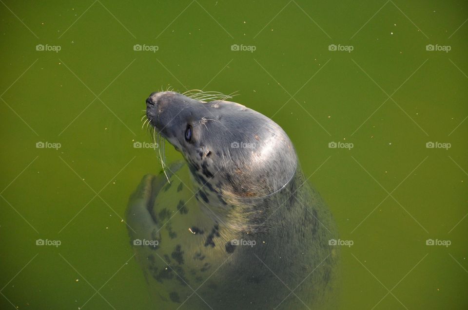 High angle view of seal