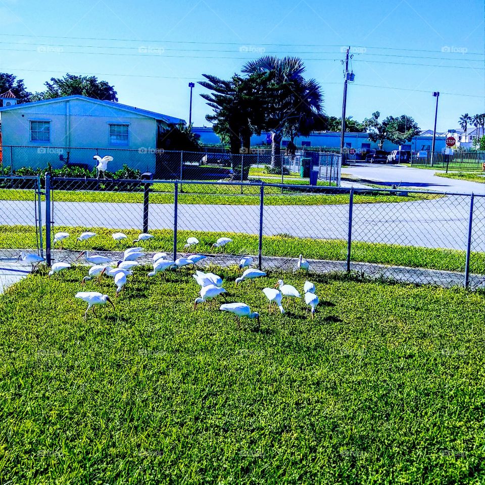 Hermosas visitantes.
