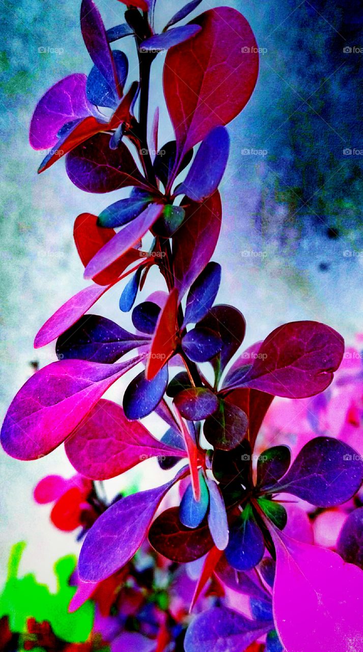 Flower, Color, Nature, Flora, Leaf