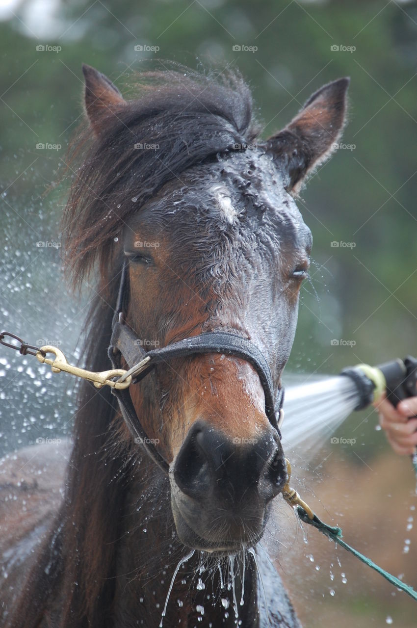 equine bath time