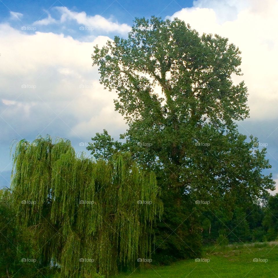 Lakeside Trees