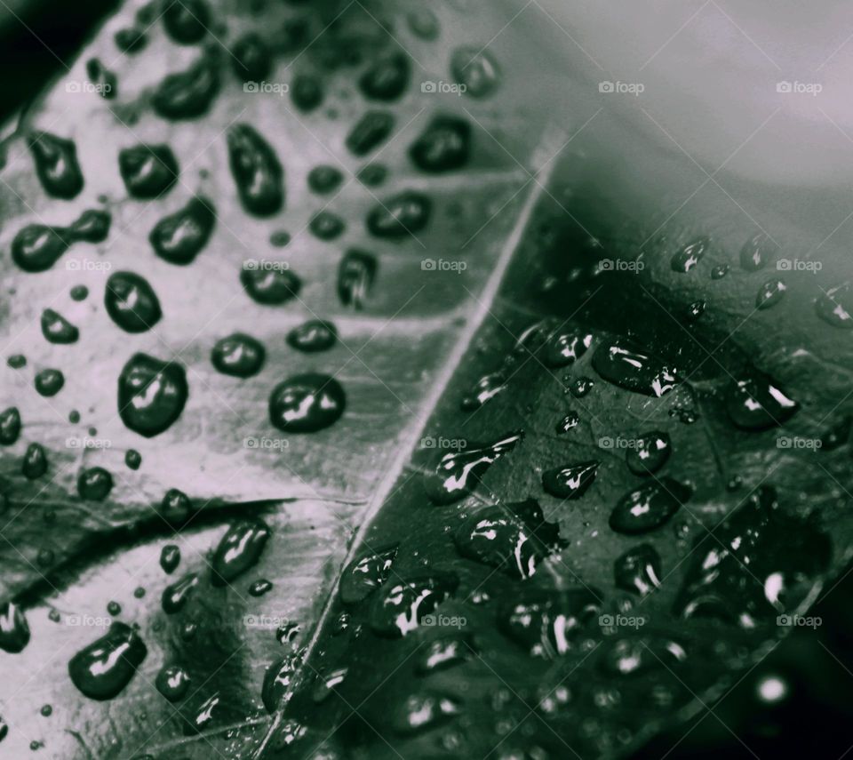 The raindrops were stuck on the orange leaves while the rain stopped and no more water fell from the sky, only raindrops were seen on each leaf.