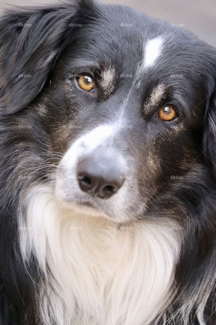 Border collie sheepdog headshot facing camera closeup 