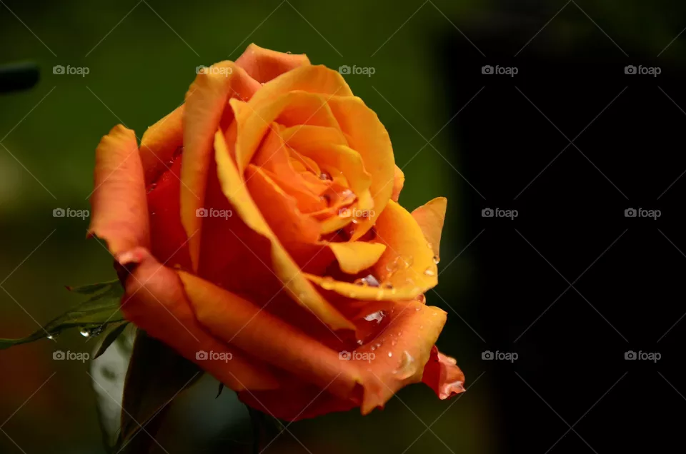 flover