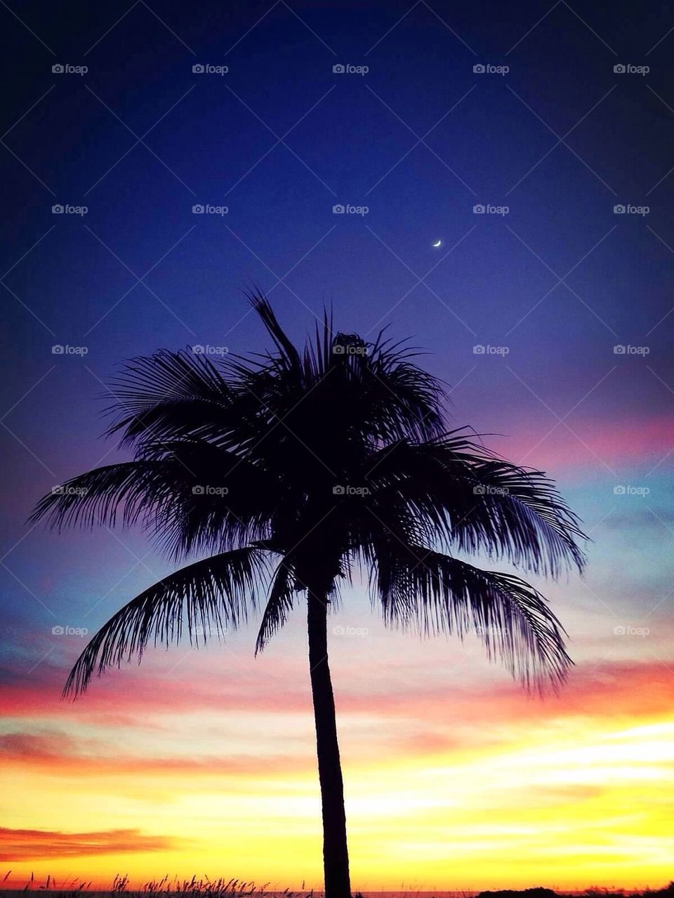 Palm tree at sunset