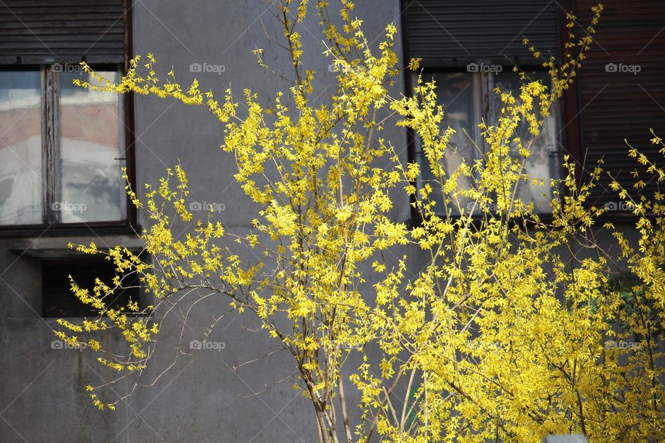 Yellow spring flowers