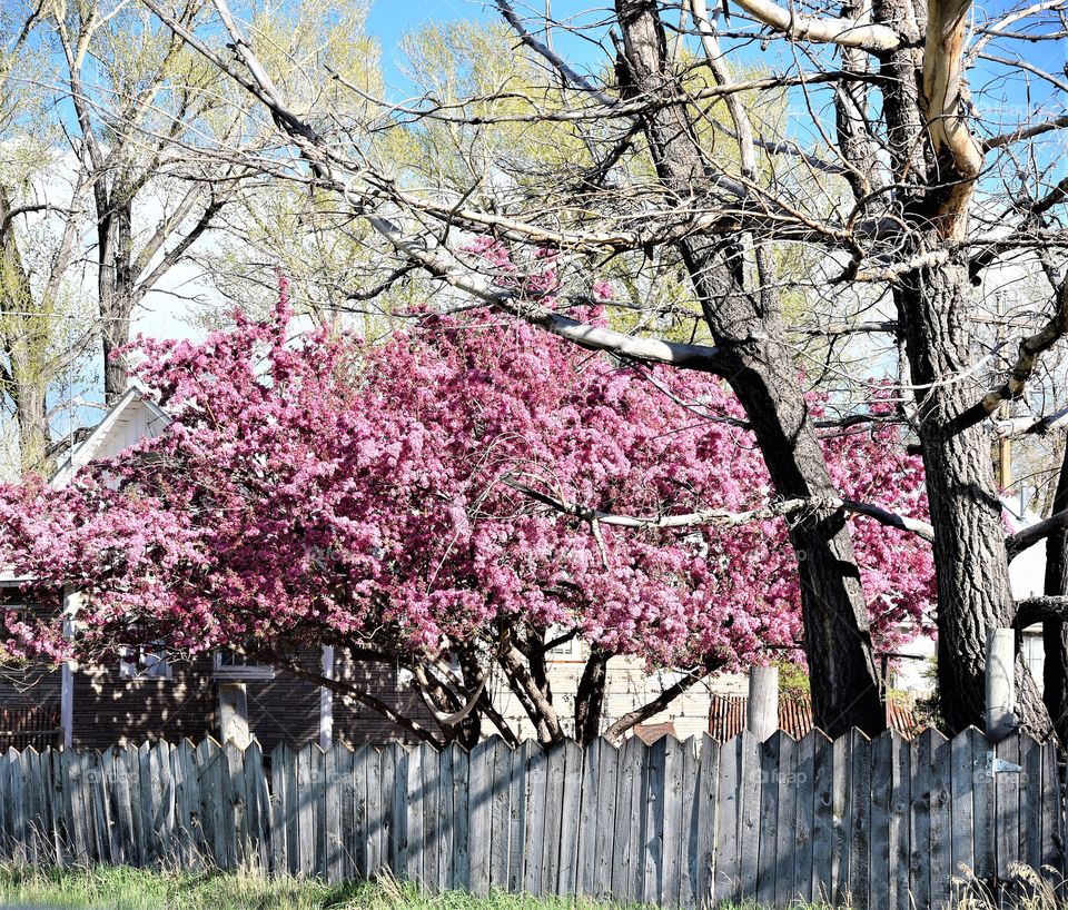 Spring Has Sprung in Saratoga 