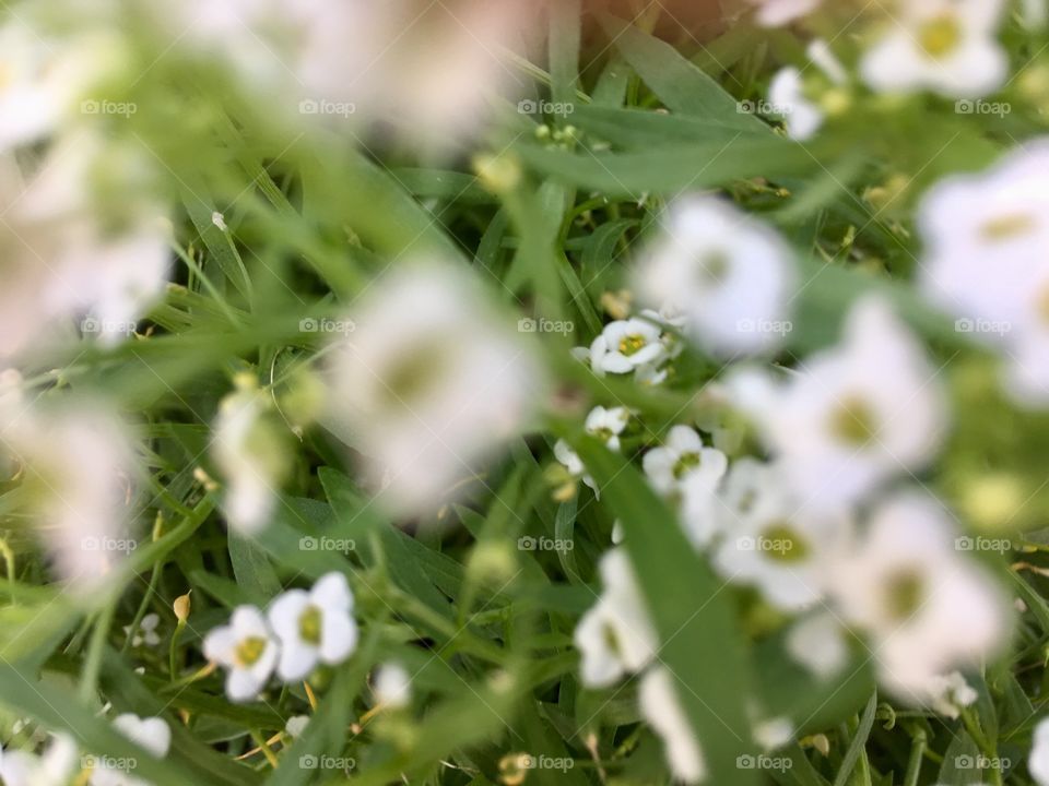Little white flowers in a blur shows a different texture and size. There’s a little breeze 