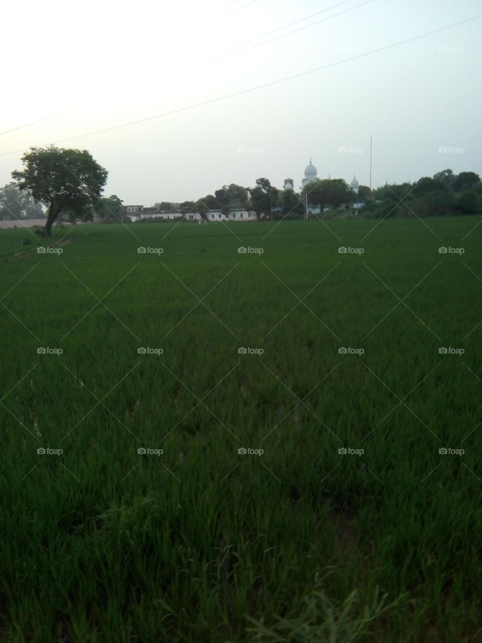 beautiful green fields