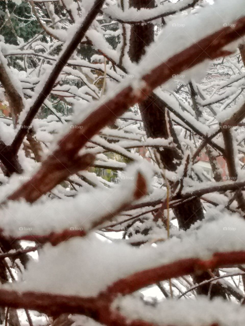 branches in snow