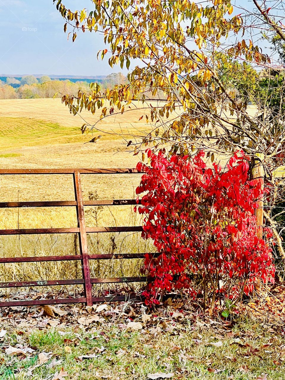 Burning Bush 