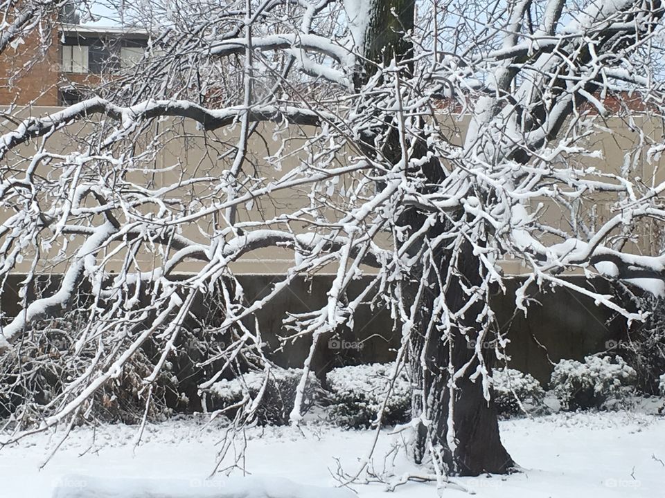 Snowy tree - Winter in Cleveland, Ohio