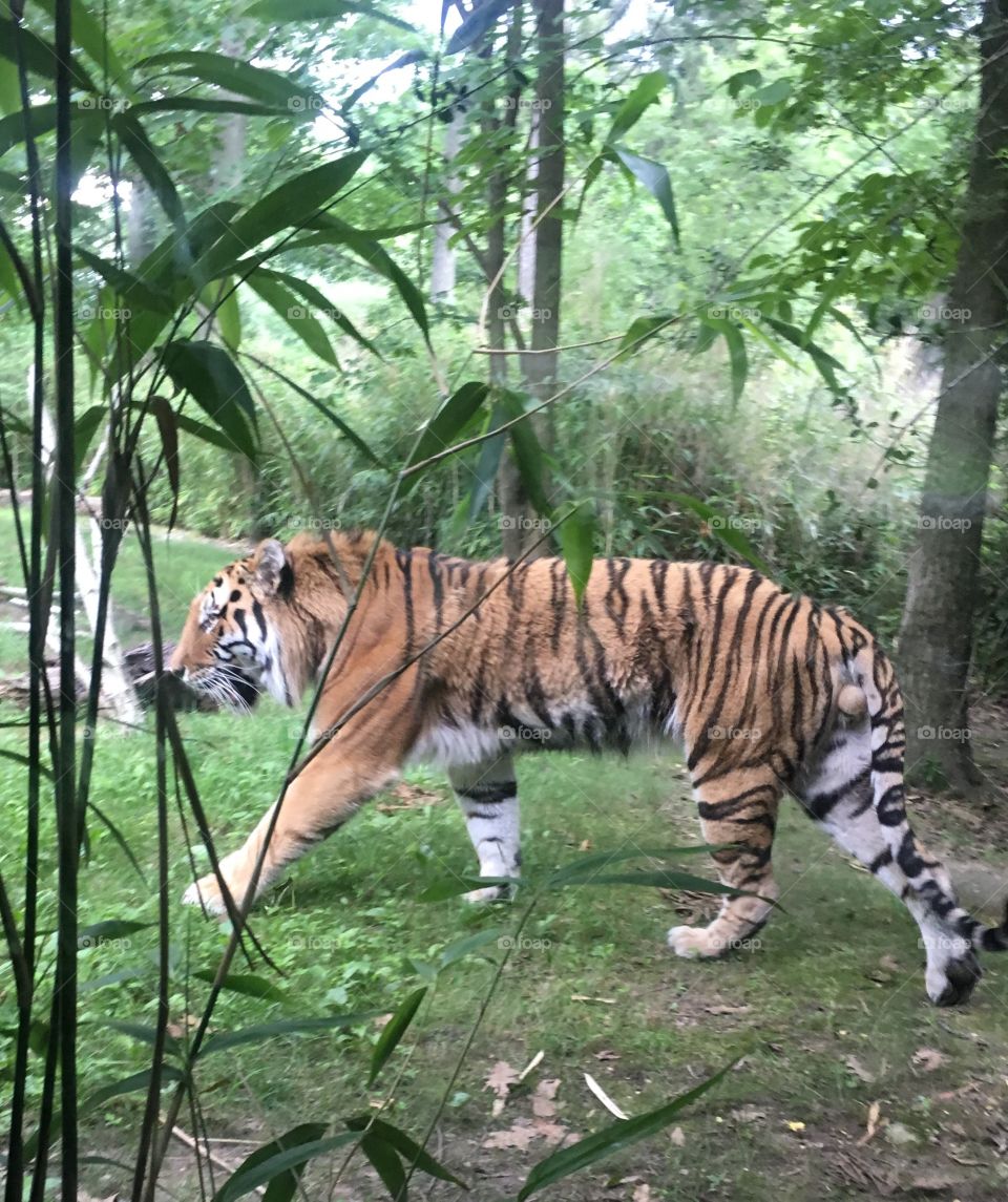 Tiger 
