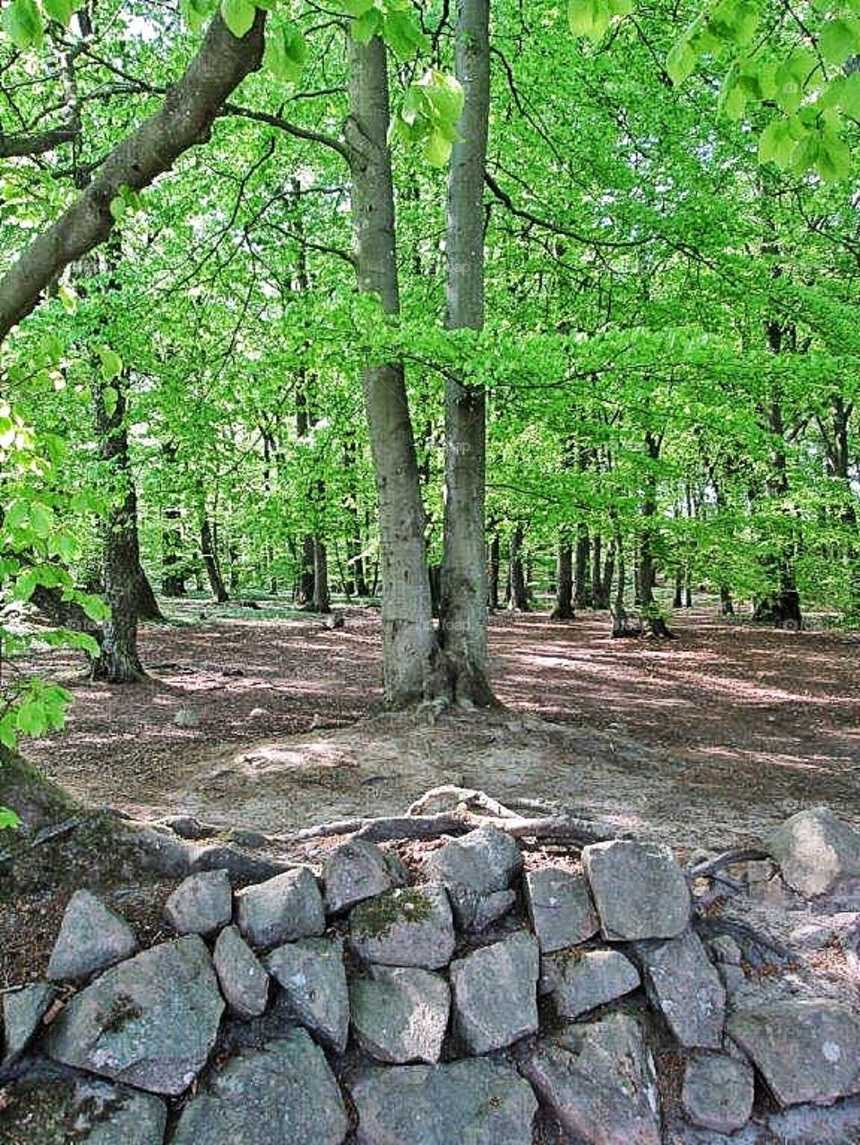 Springtime in beech forrest