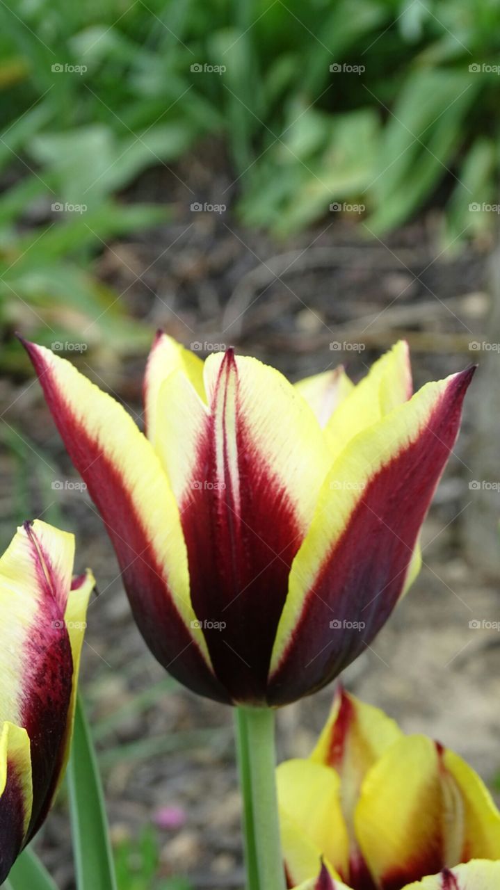 Tulip flare