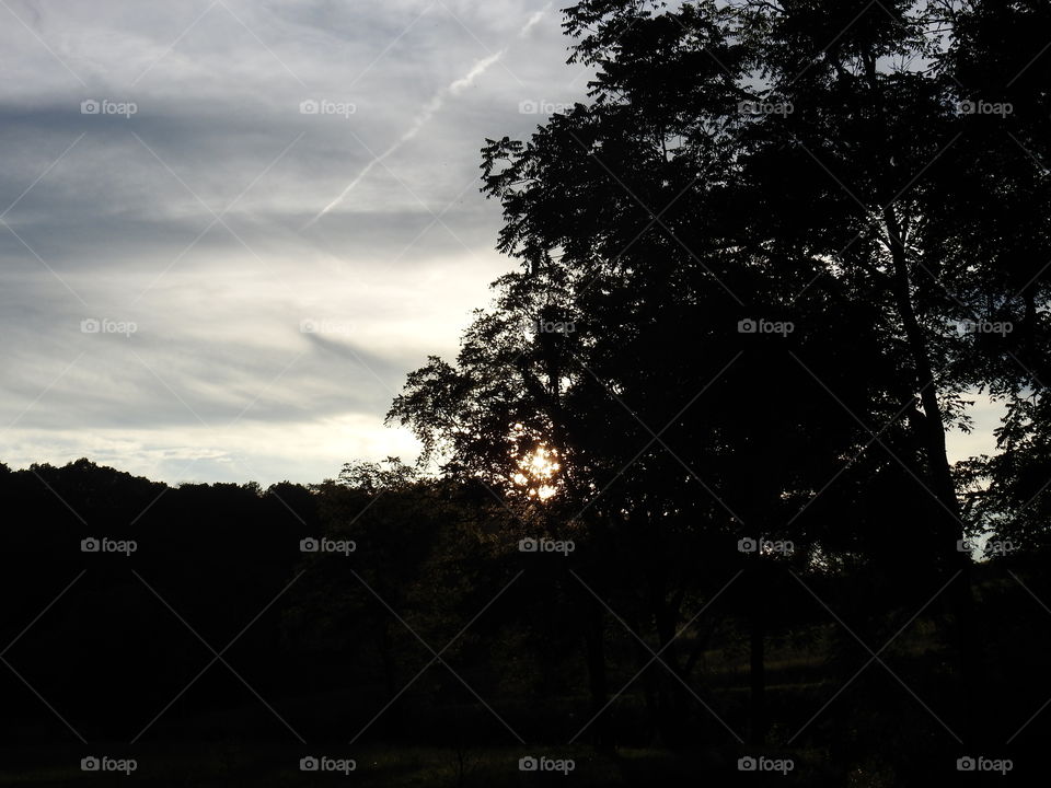 Tree, Landscape, Dawn, Sunset, No Person