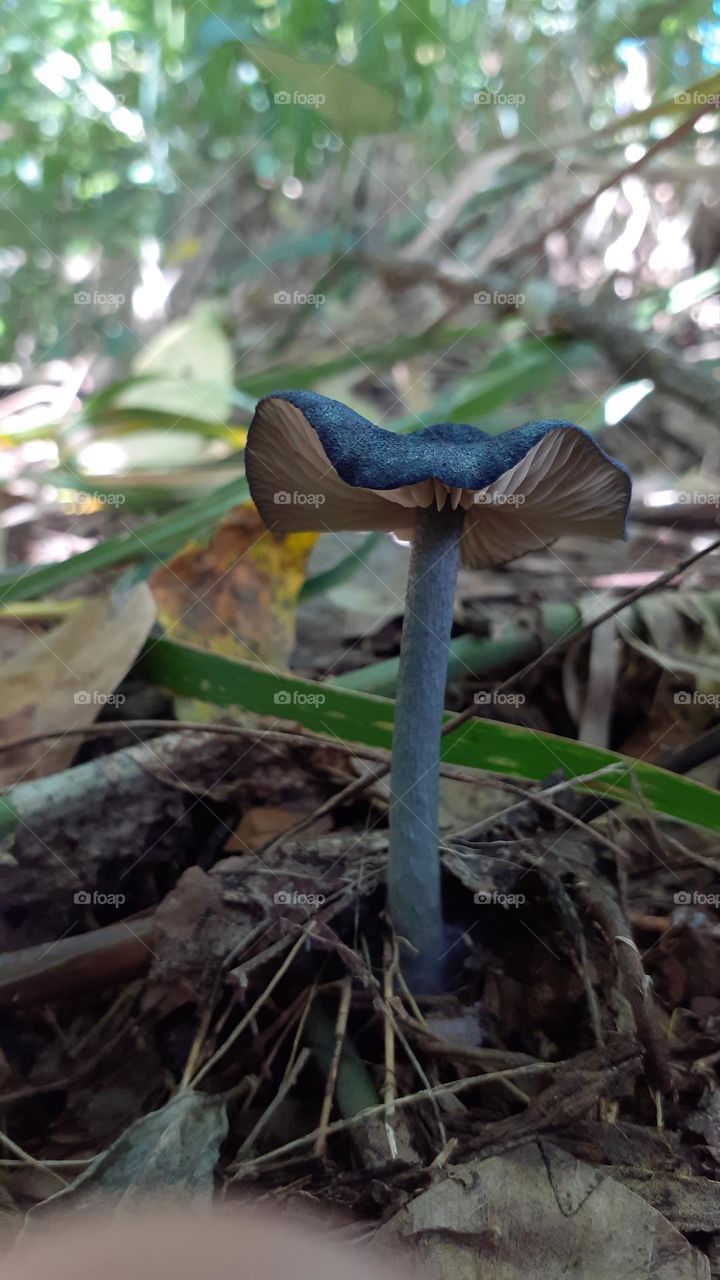 blue mushroom..