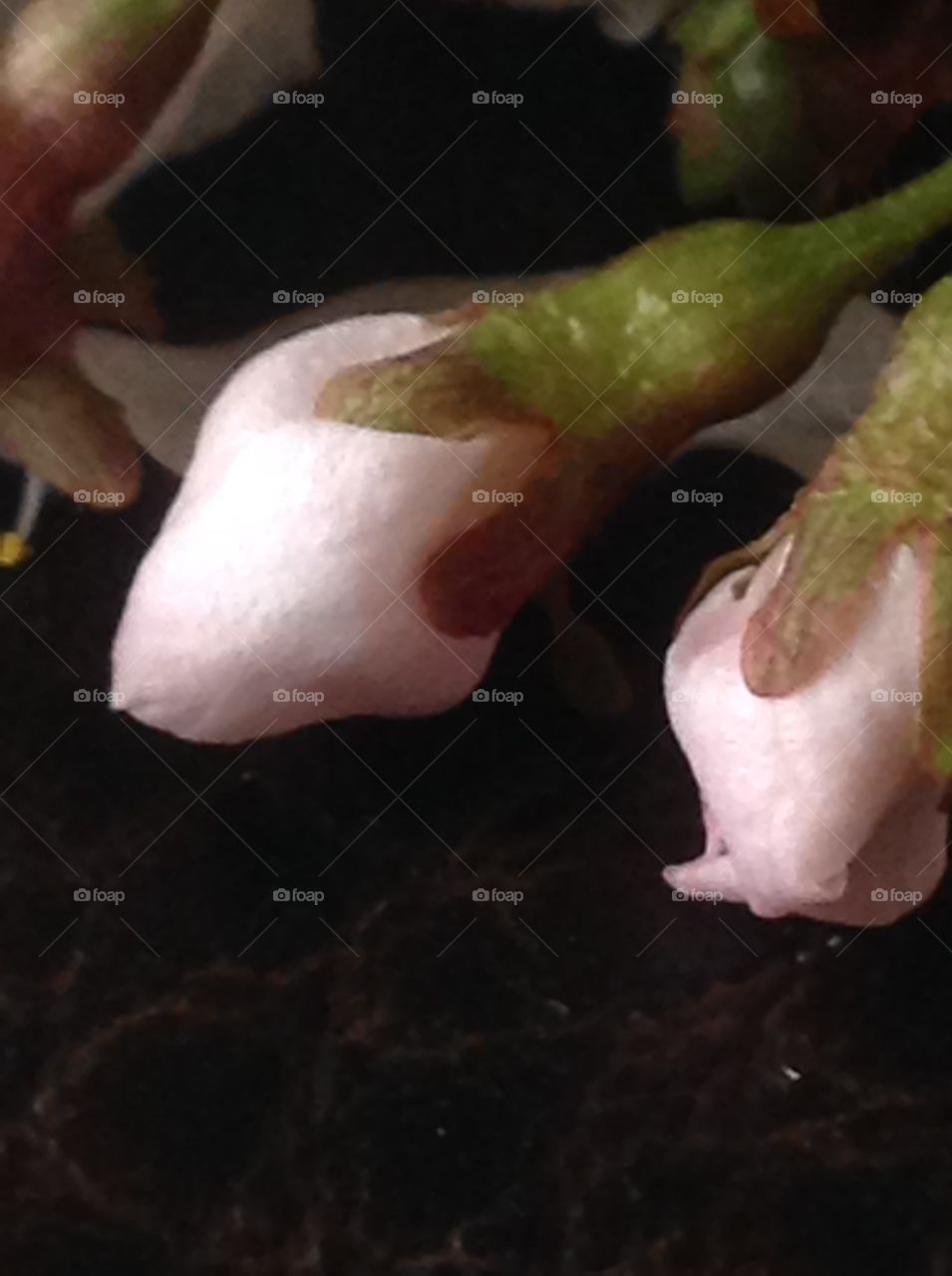 A close up photo of cherry blossom buds. 