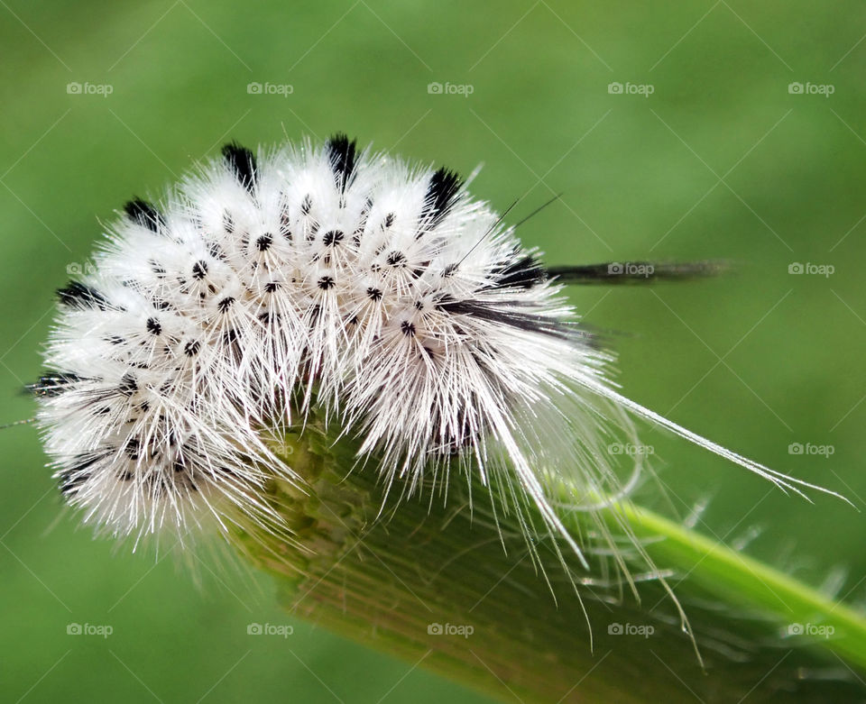 Fuzzy white and black caterpillar resting on green grass with green background in summer closeup