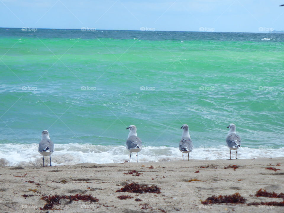 Seagull watch