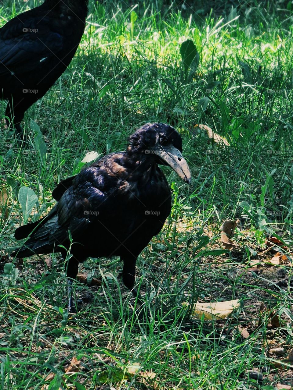 crow in nature