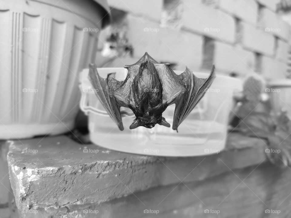 A wet bat, hanging