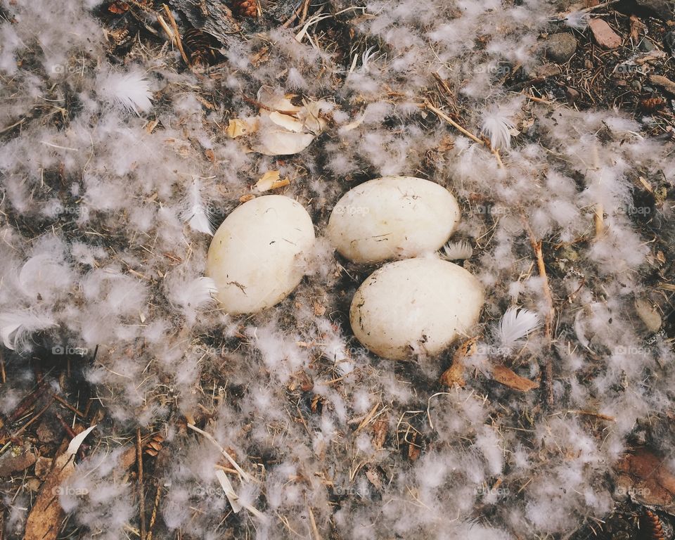 Goose eggs in nest