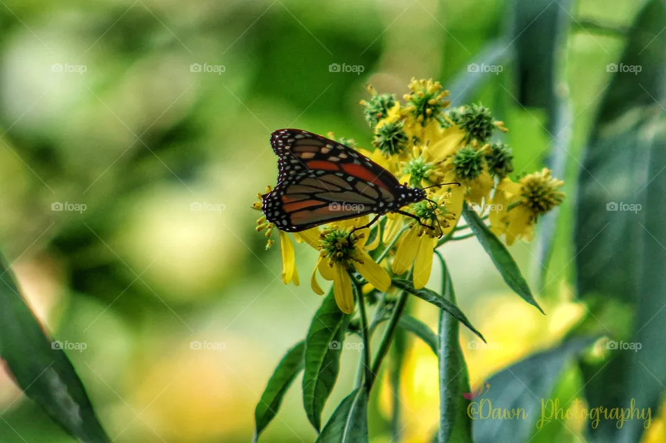 Monarch Sideshot