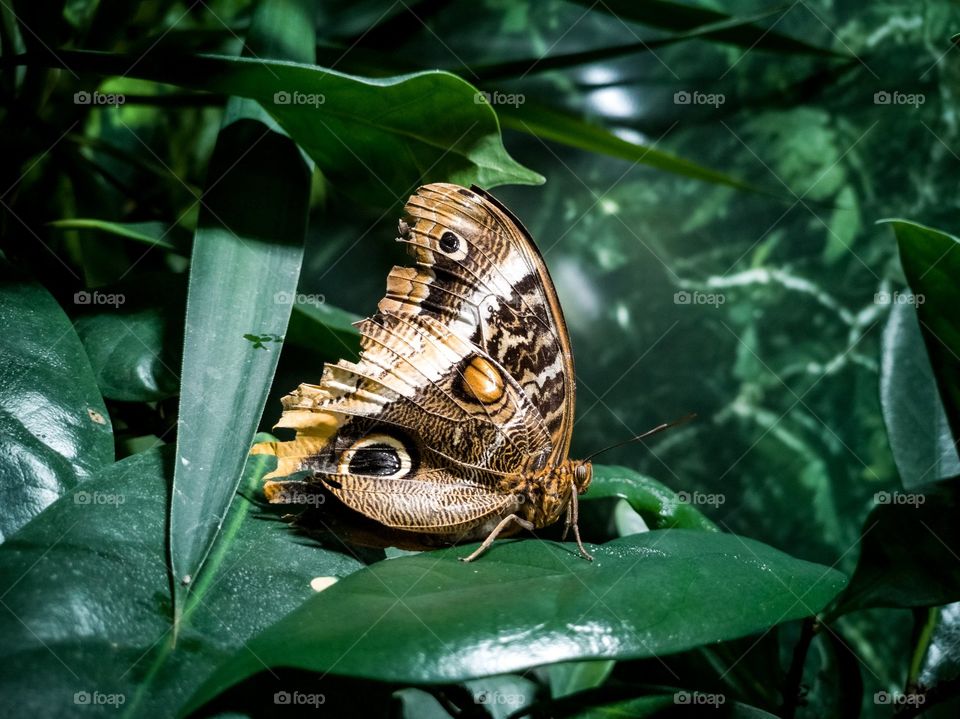 Beautiful butterfly's captured in forest.