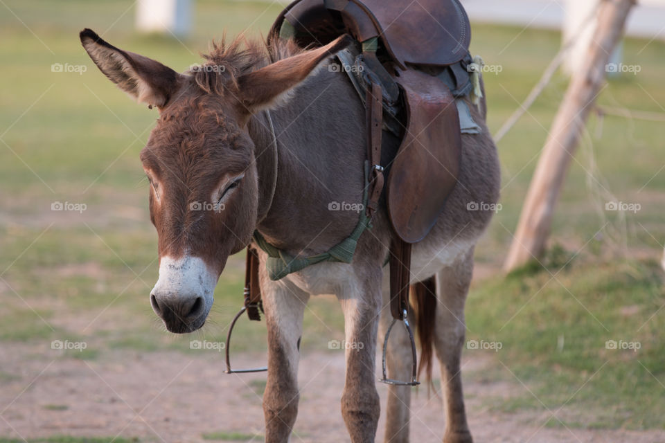 Mammal, Farm, Animal, Cavalry, Grass