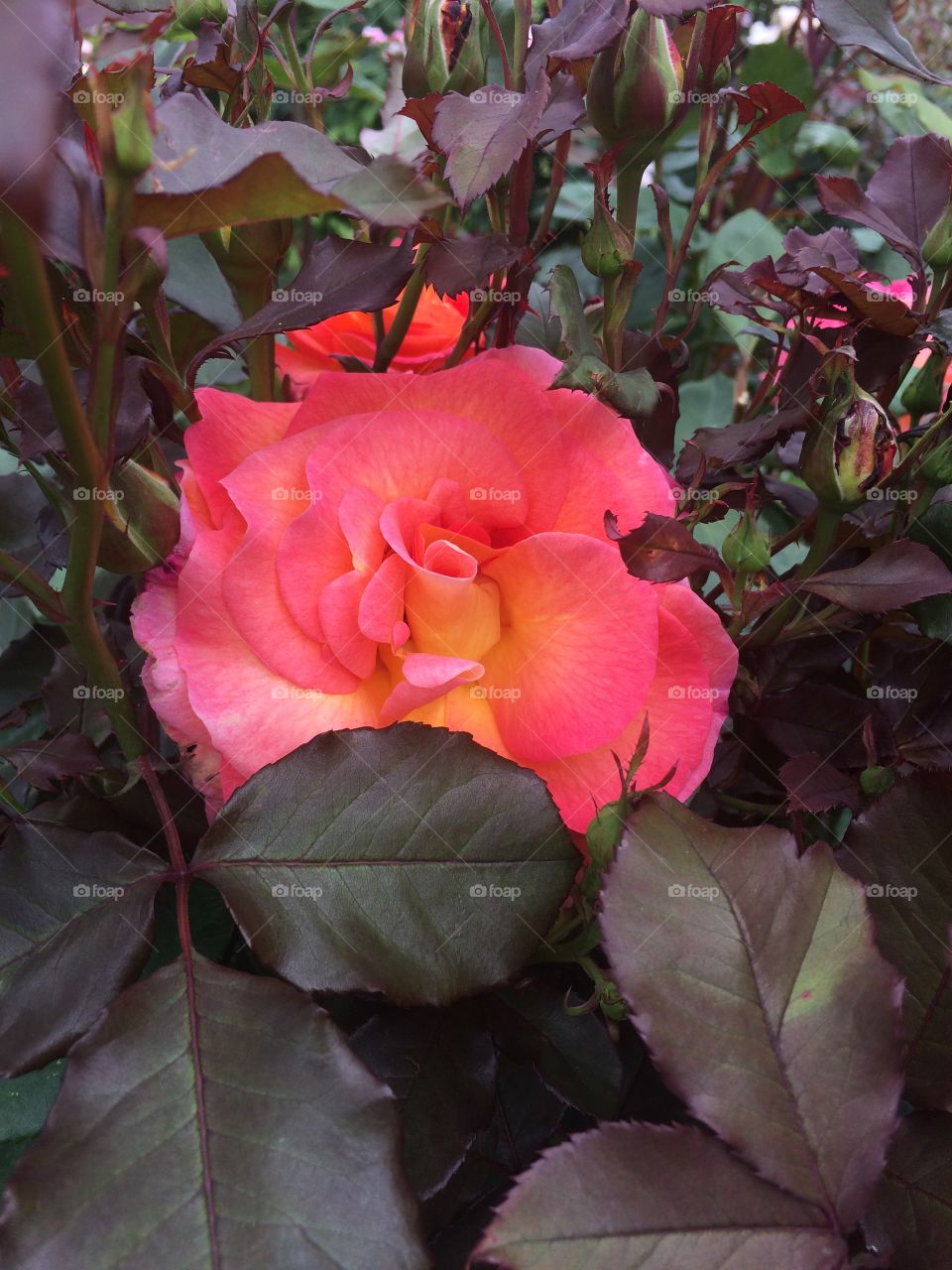 Flower from the Point Defiance Rose Garden in Tacoma 