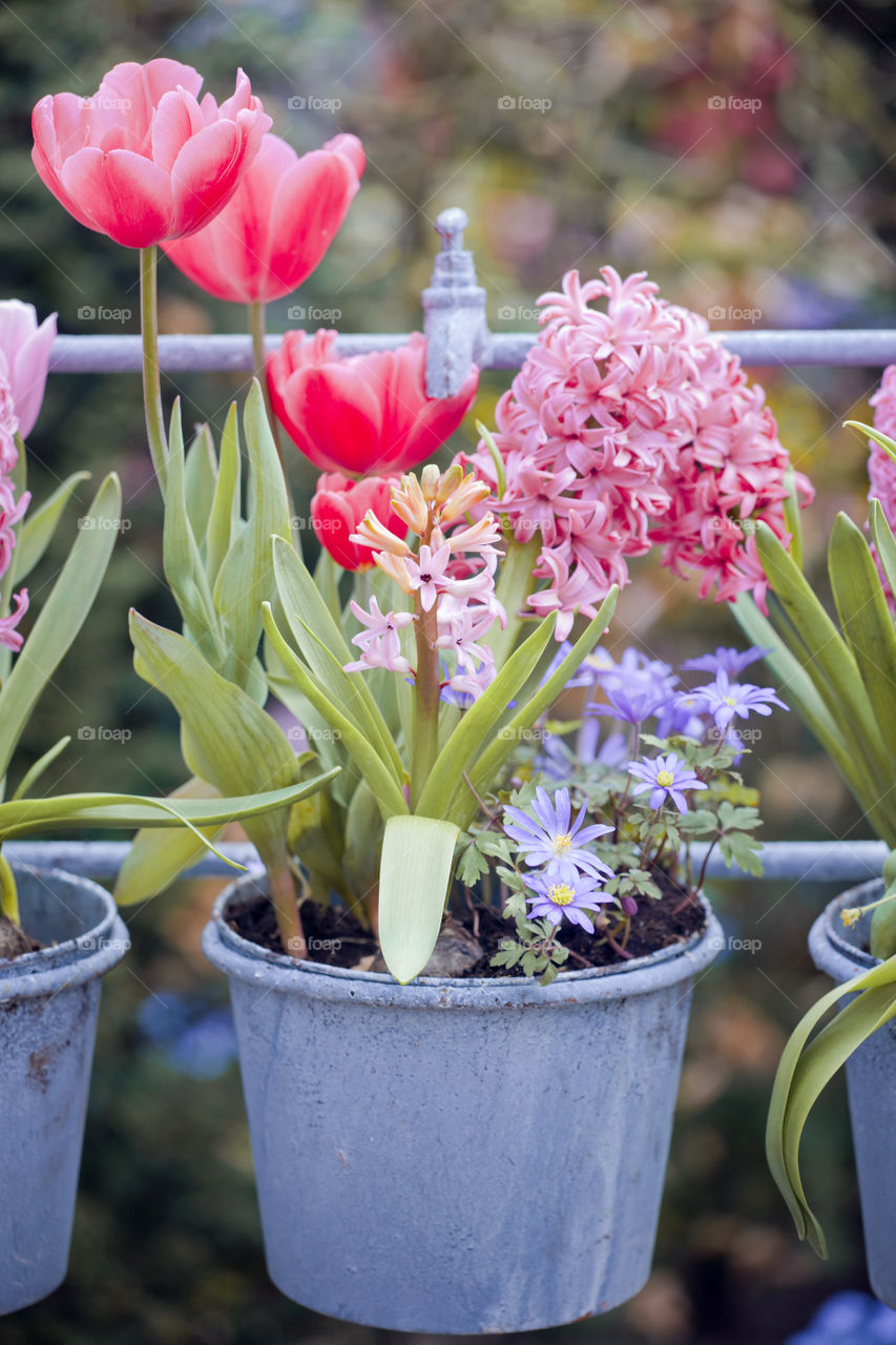 Flowers in a pot. Hyacinth and tulips