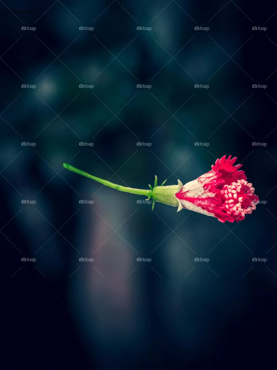 Hibiscus flower and blur background