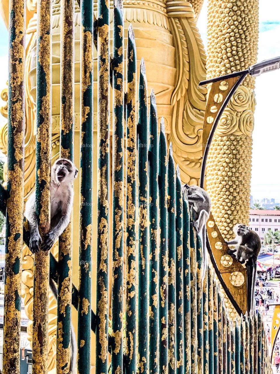 Row of metal railings made a great playground for these Malaysian monkeys