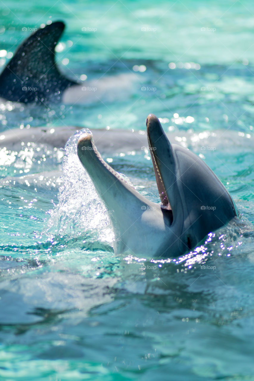 Happy dolphins playing together