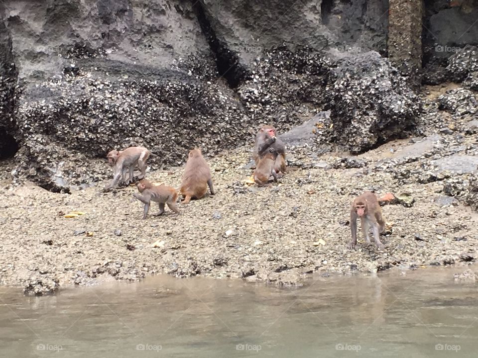 Monkeys, Koh Phi Phi, Thailand