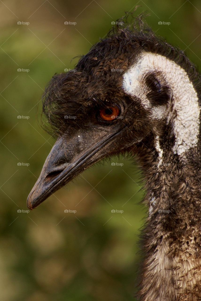 A close up shot of an emu 