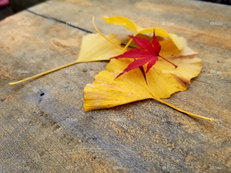 autumn season colors
