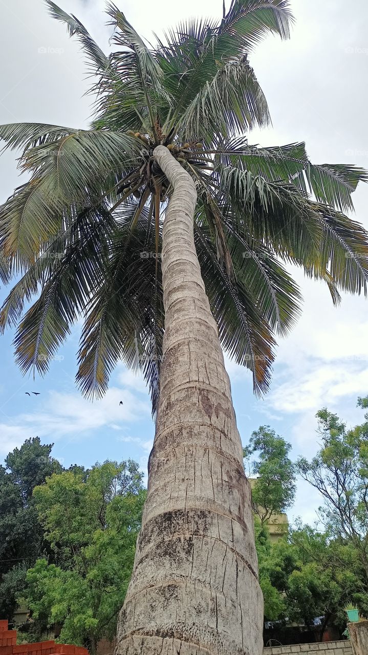 Coconut tree
