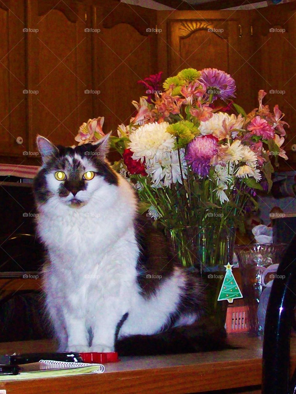 feline bouquet. our cat with flowers my