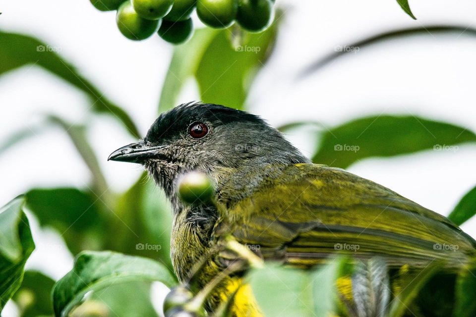 Beautiful and cute bird