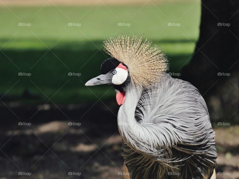 Grey crowned crane