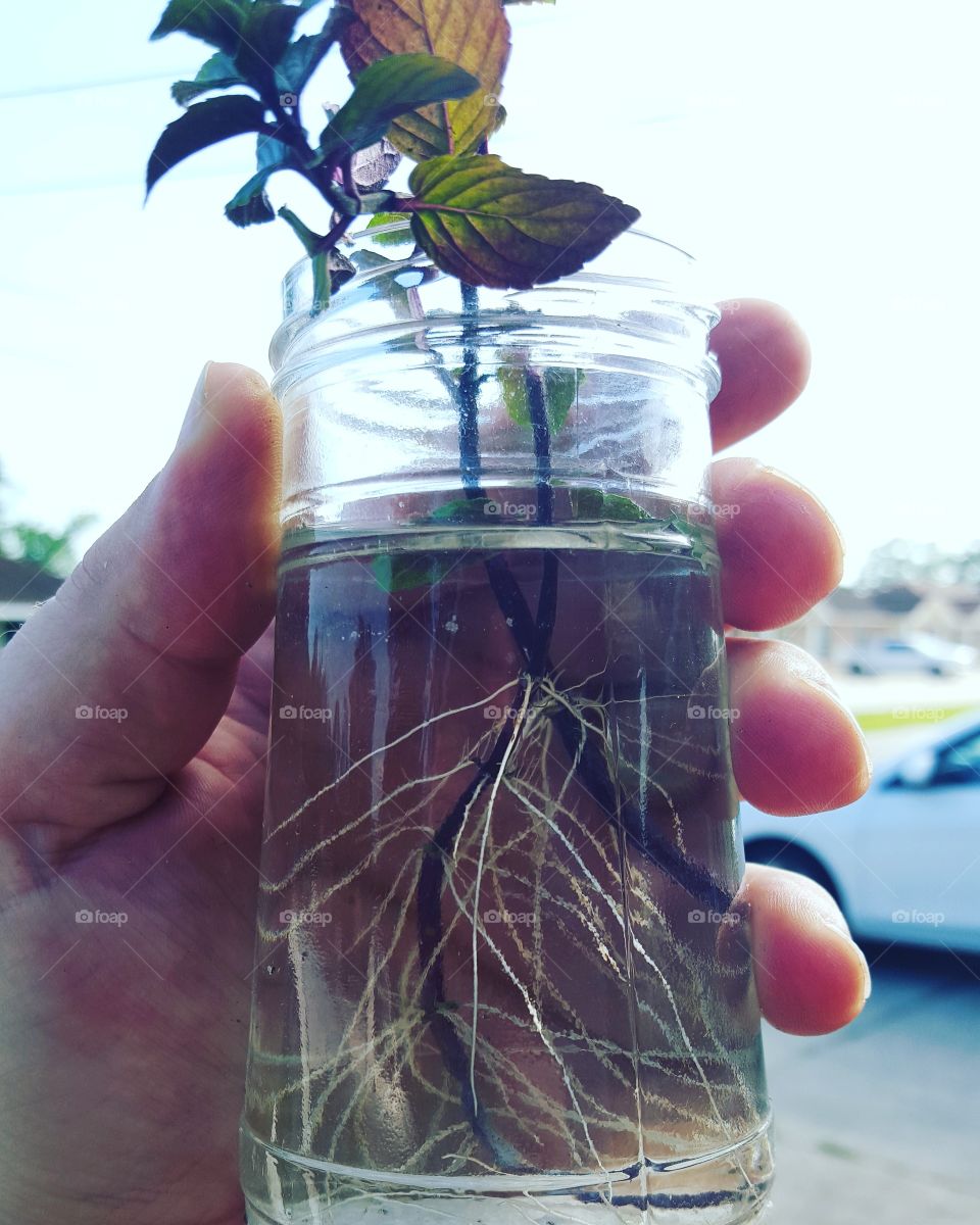 peppermint roots