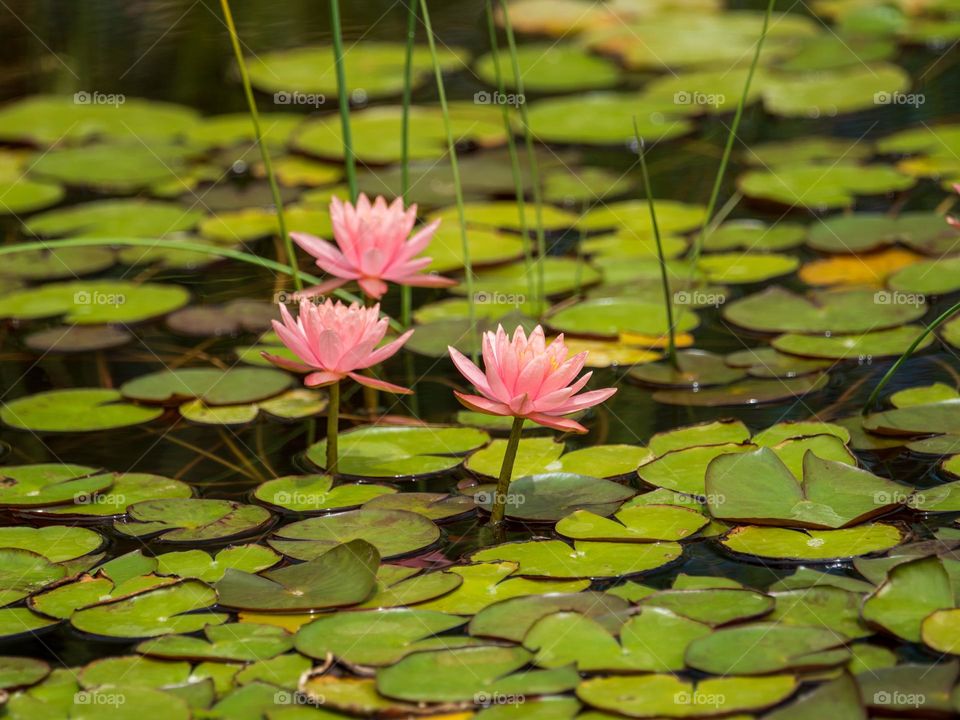 Pink flowers grow above lily pads in a urban pond ripe with flora and fauna