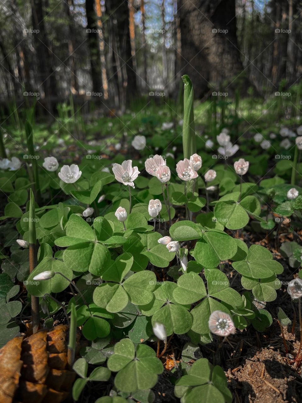 Oxalis acetosella, the wood sorrel or common wood sorrel - forest spring cover flowers