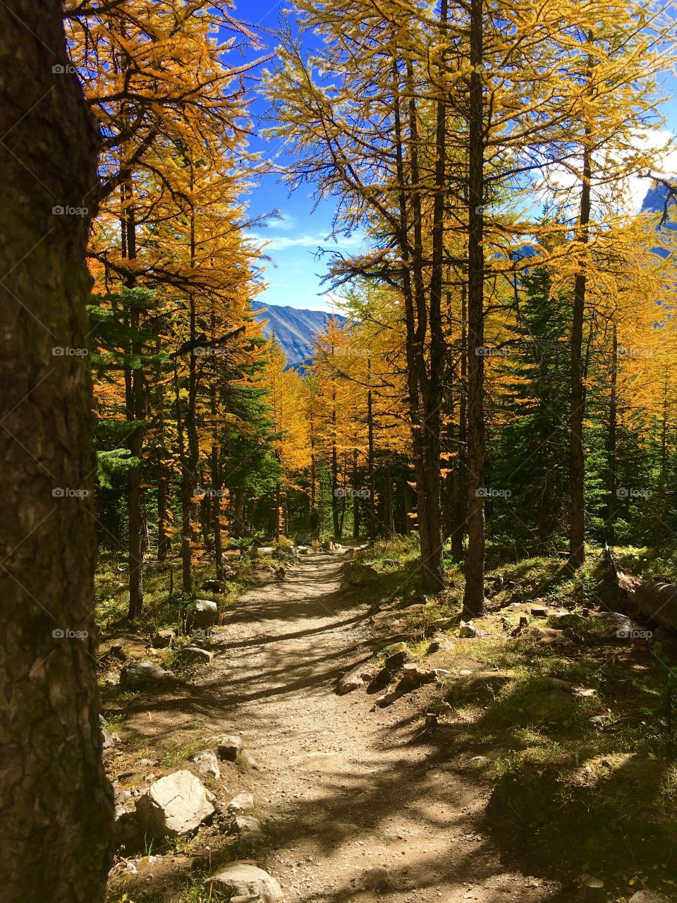 Autumn trees in forest