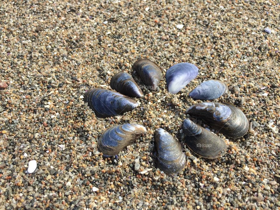 Sea shell flower