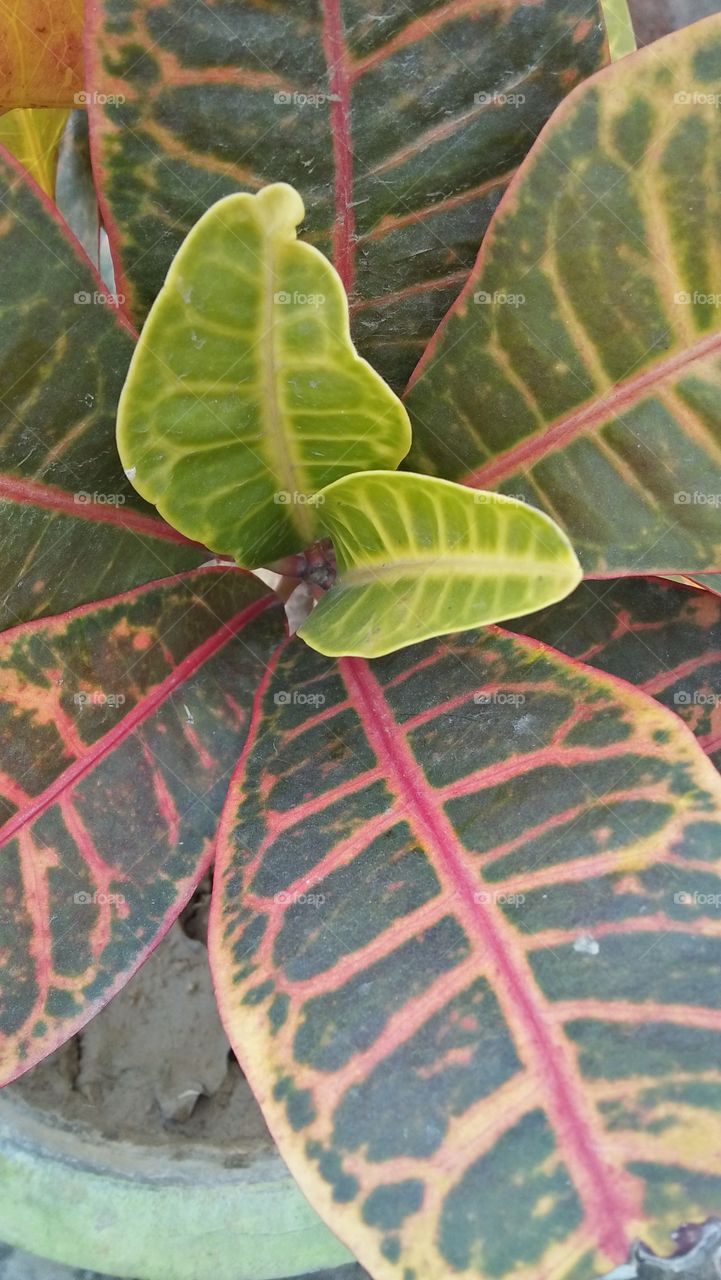 leaf