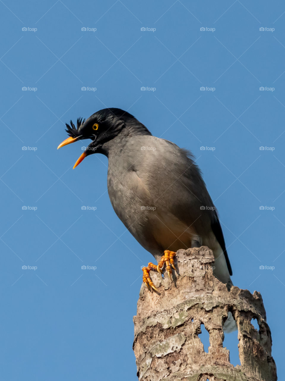 Jungle Myna